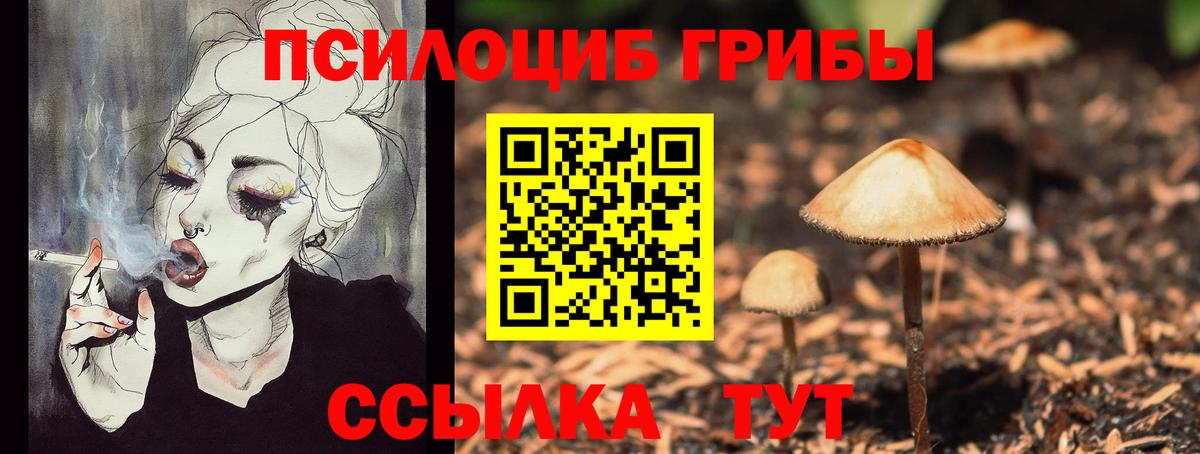 Псилоцибиновые грибы Psilocybine cubensis Кировск